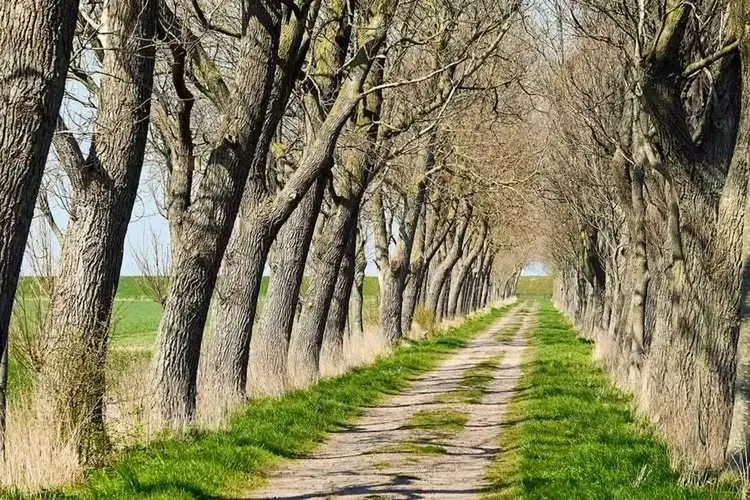 Single Ostfriesland